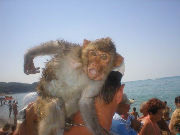 Обезьянка на море