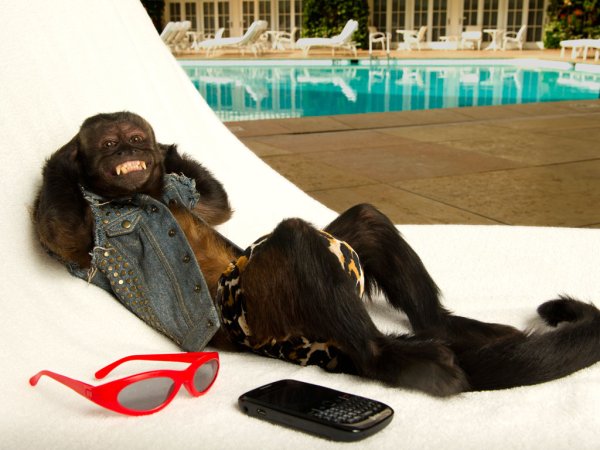Капуцин обезьяна мальчишник в Вегасе