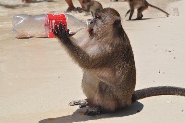 Мартышка на пляже