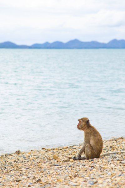 Обезьяна на море