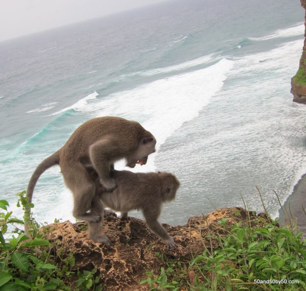 Обезьяна на берегу