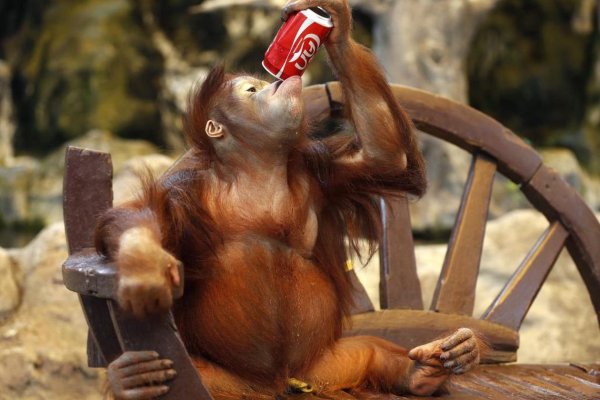 Обезьяна с бокалом