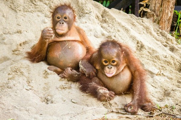 Обезьяна с пузом