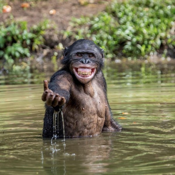 Обезьяна купается