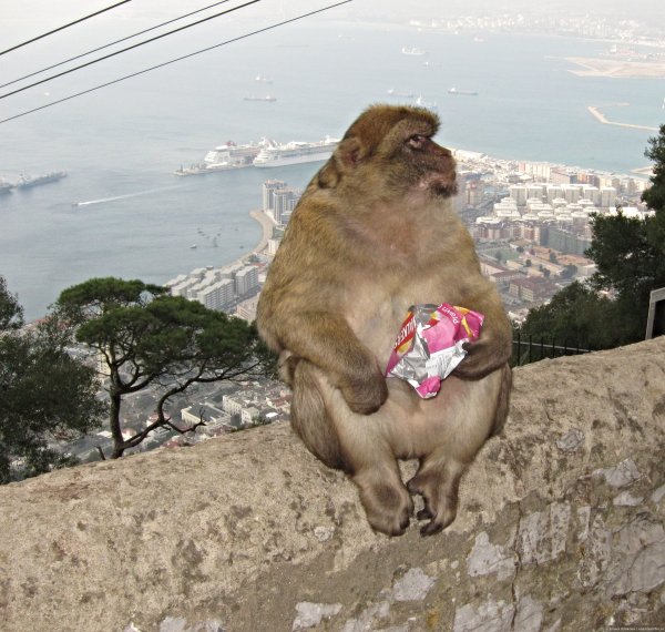 Гибралтар достопримечательности обезьяны