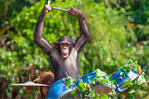 Обезьяна удивление