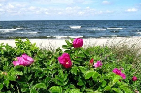 Остров Ягры Северодвинск шиповник