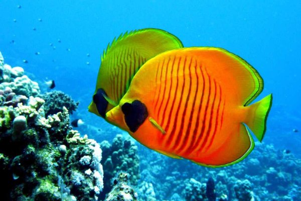 Красное море Египет