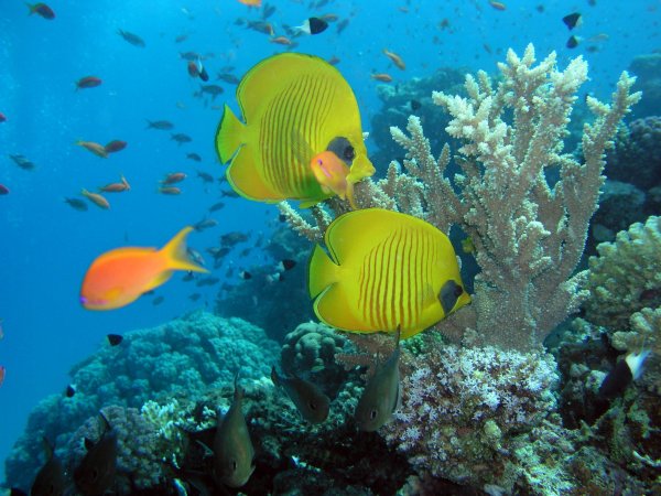 Рыбки красного моря в Хургаде