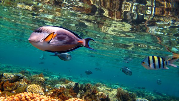 Коралловый риф Роули