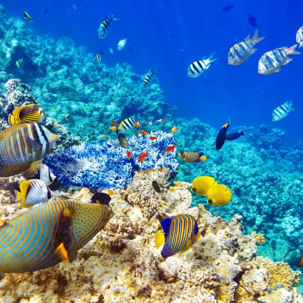 Подводный мир красного моря Хургада