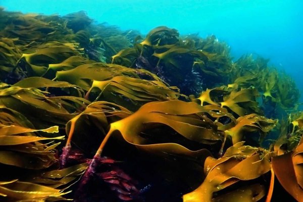 Бурые водоросли ламинария