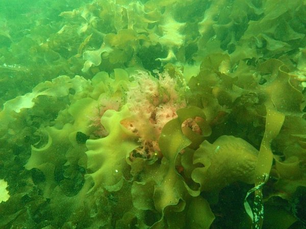 Морские водоросли ламинария