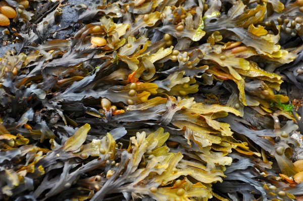 Морской ламинария бурая водоросль