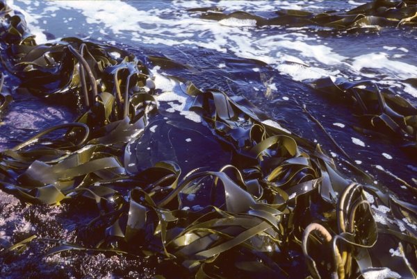 Водоросли морская капуста
