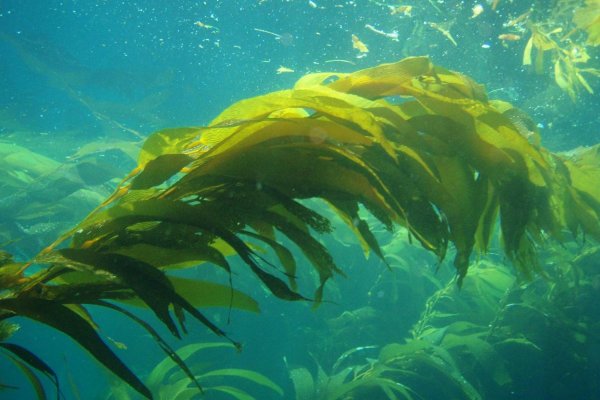 Морские водоросли ламинария