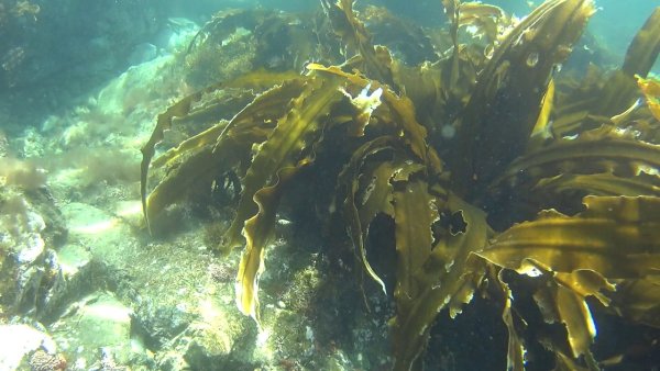 Водоросли японского моря морская капуста