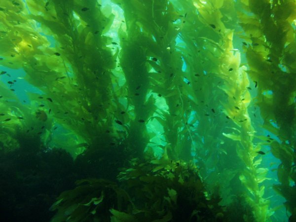 Морские водоросли ламинария