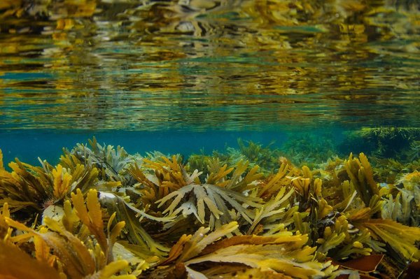 Водоросль ламинария Ангустата