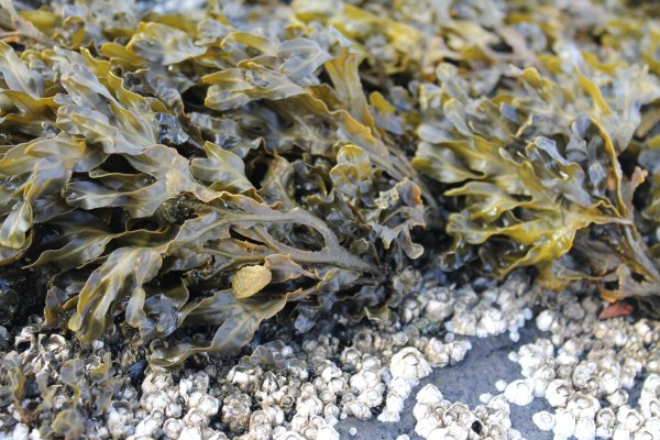 Фукусы морские водоросли