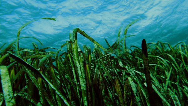 Водоросли морская капуста