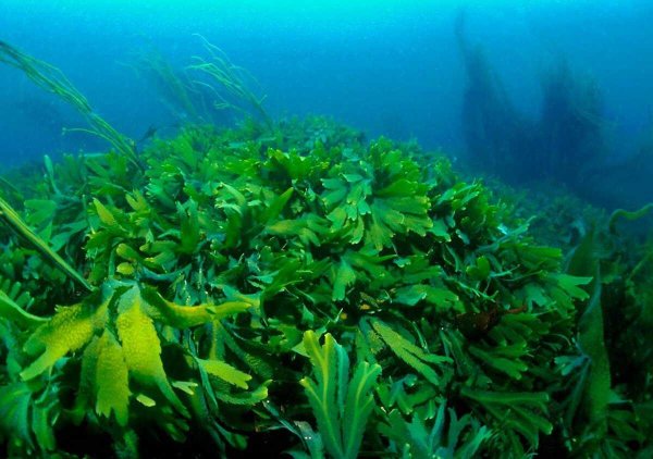 Морские водоросли ламинария