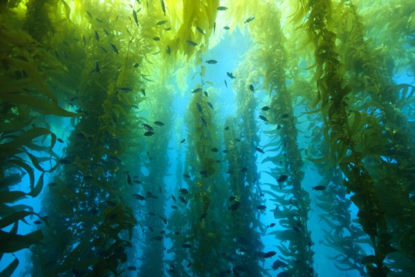 Морские водоросли келп
