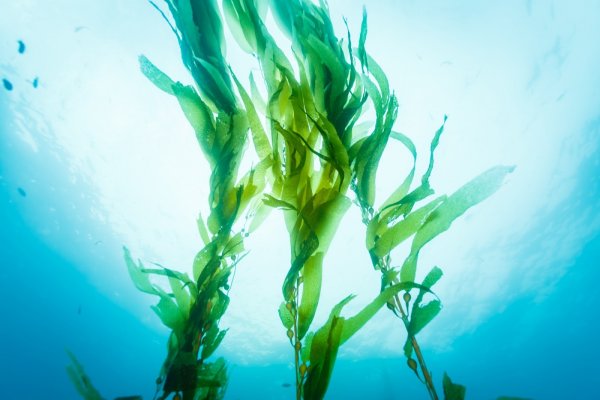Galaxaura filamentosa водоросли