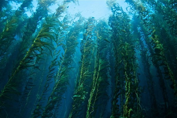 Бурые водоросли макроцистис