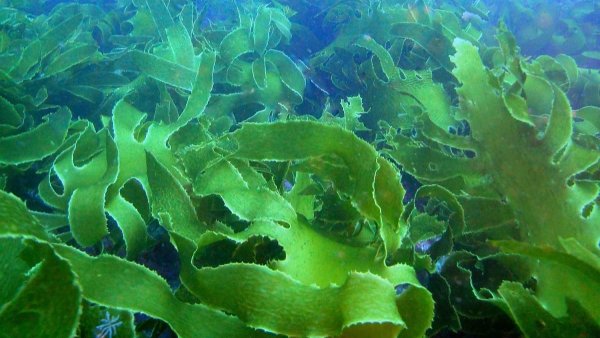 Водоросли морская капуста