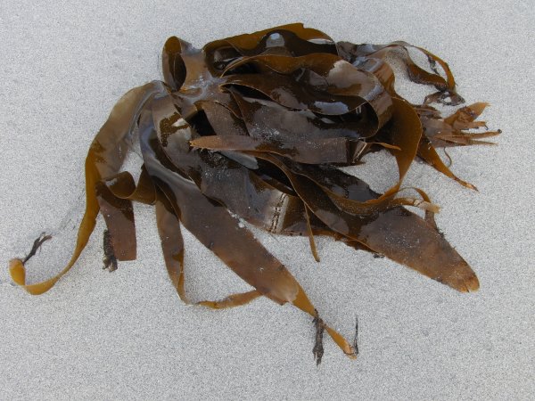Морская капуста – Laminaria
