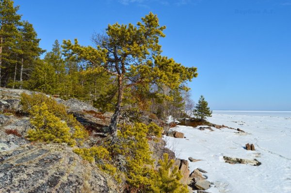 Растения побережья белого моря