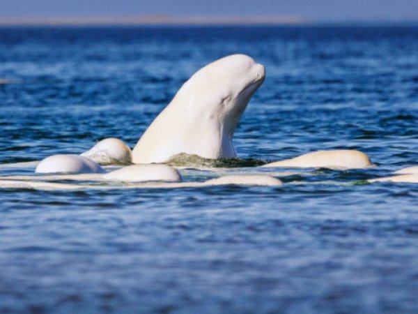 Мыс Белужий Соловки