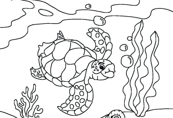 Морская звезда раскраска