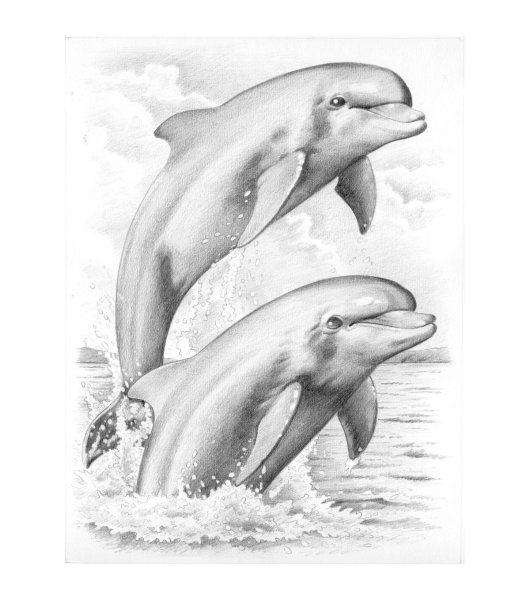 Дельфин рисунок карандашом