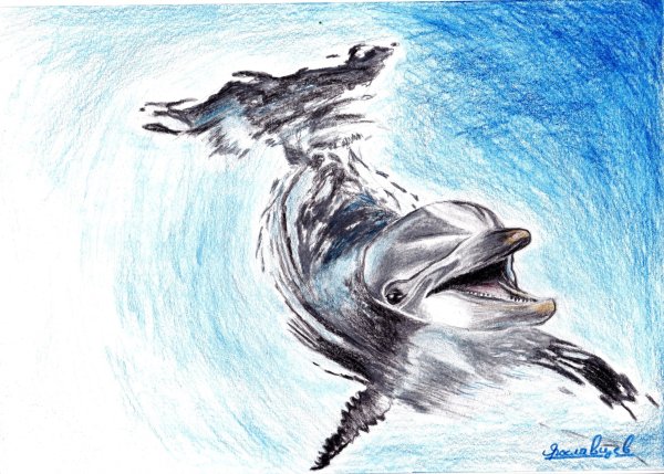 Акварельные карандаши дельфины