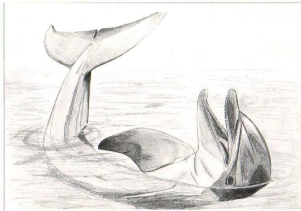 Рисунки дельфинов в море карандашом