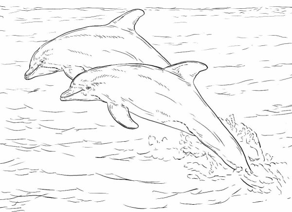 Беломордый Дельфин раскраска