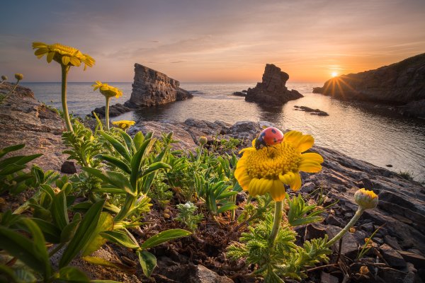 Цветы море солнце