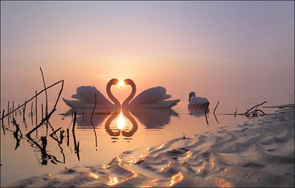 Встреча на берегу моря