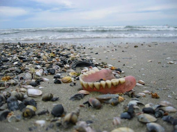 Пляж с ракушками в Анапе