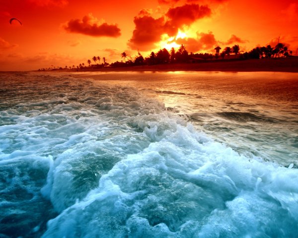 Море песок цветы