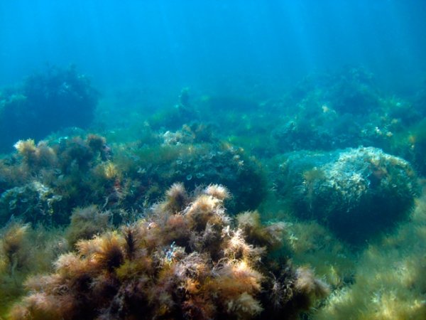 Морское дно черного моря