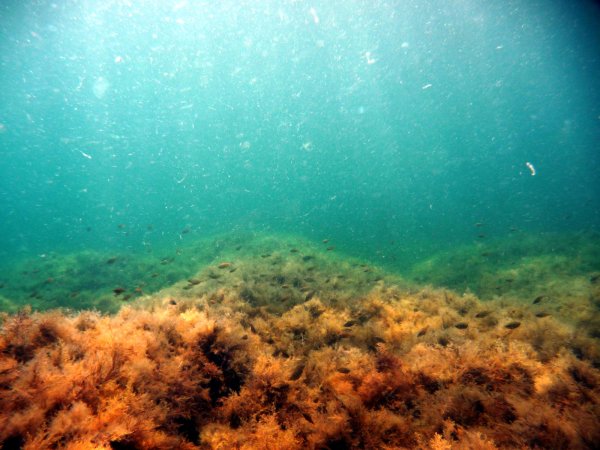 Дно черного моря