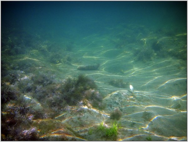 Азовское море дно моря