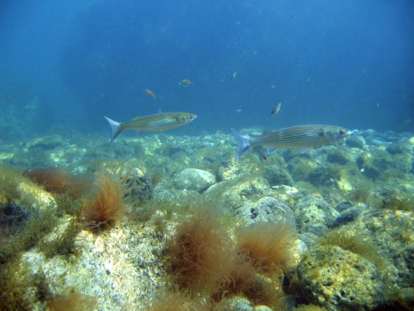 Флора дна Азовского моря