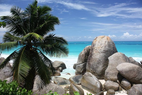 Море пальмы дельфины