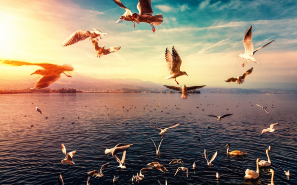 Чайки над морем