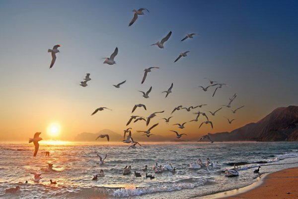 Птицы на рассвете