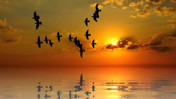 Птицы на рассвете